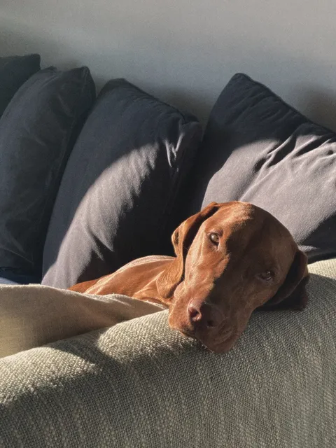 ajla ✨